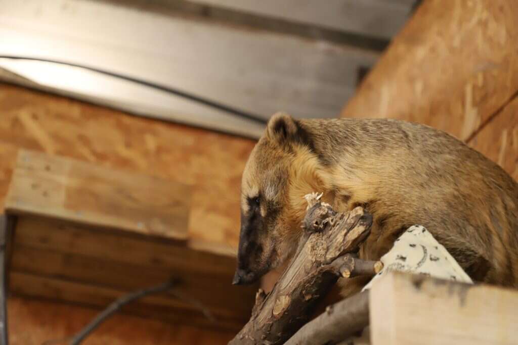 לא יודע לדחות סיפוקים. בני החוטמן. | יעל (פרוינד) אברהם