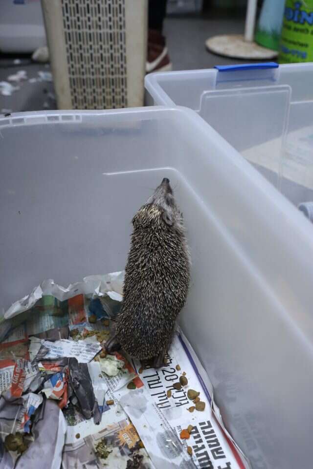 שלוש מכלאות ואשפוז במרפאה. קיפוד. | יעל (פרוינד) אברהם