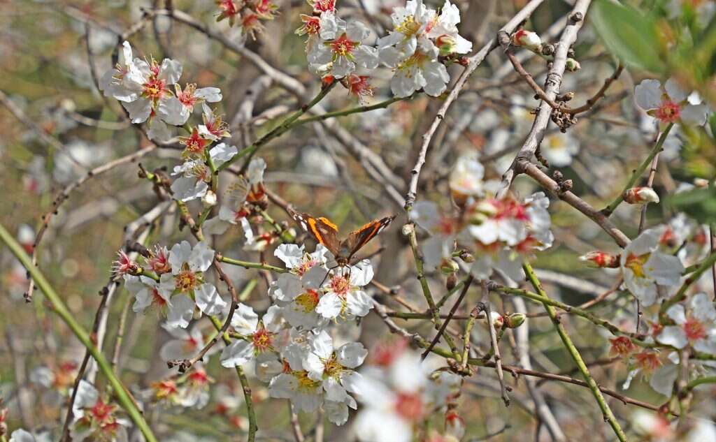 יעל (פרוינד) אברהם