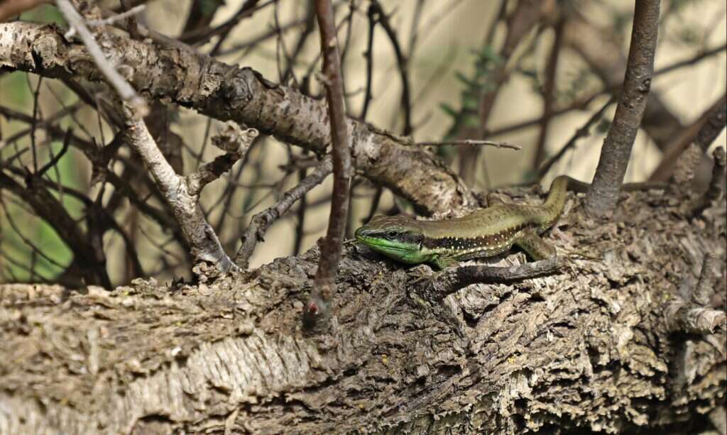 לטאה זריזה. | יעל (פרוינד) אברהם