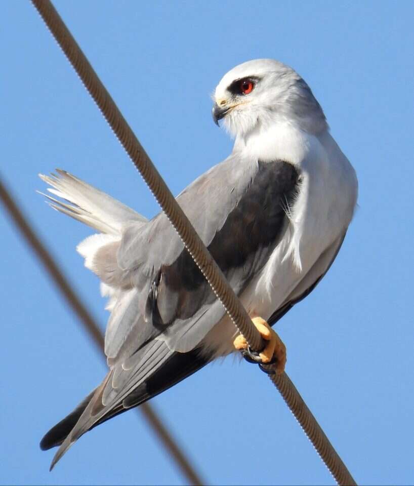 החרגולן הזמירי. | יואב פרלמן, החברה להגנת הטבע
