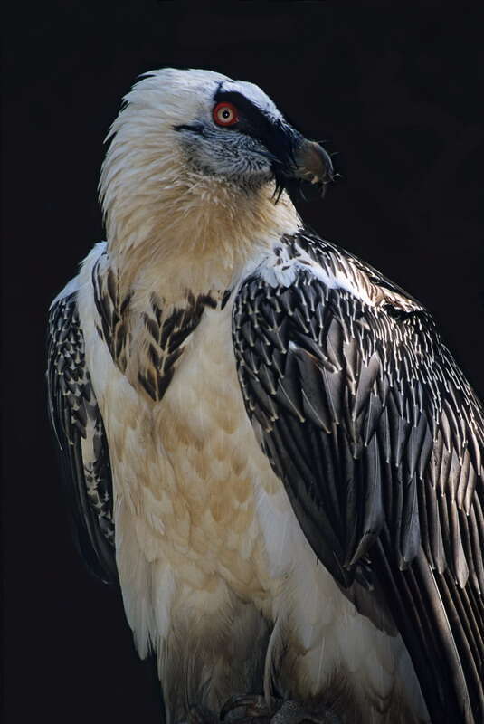 יש לפרס כוח. | אייל ברטוב
