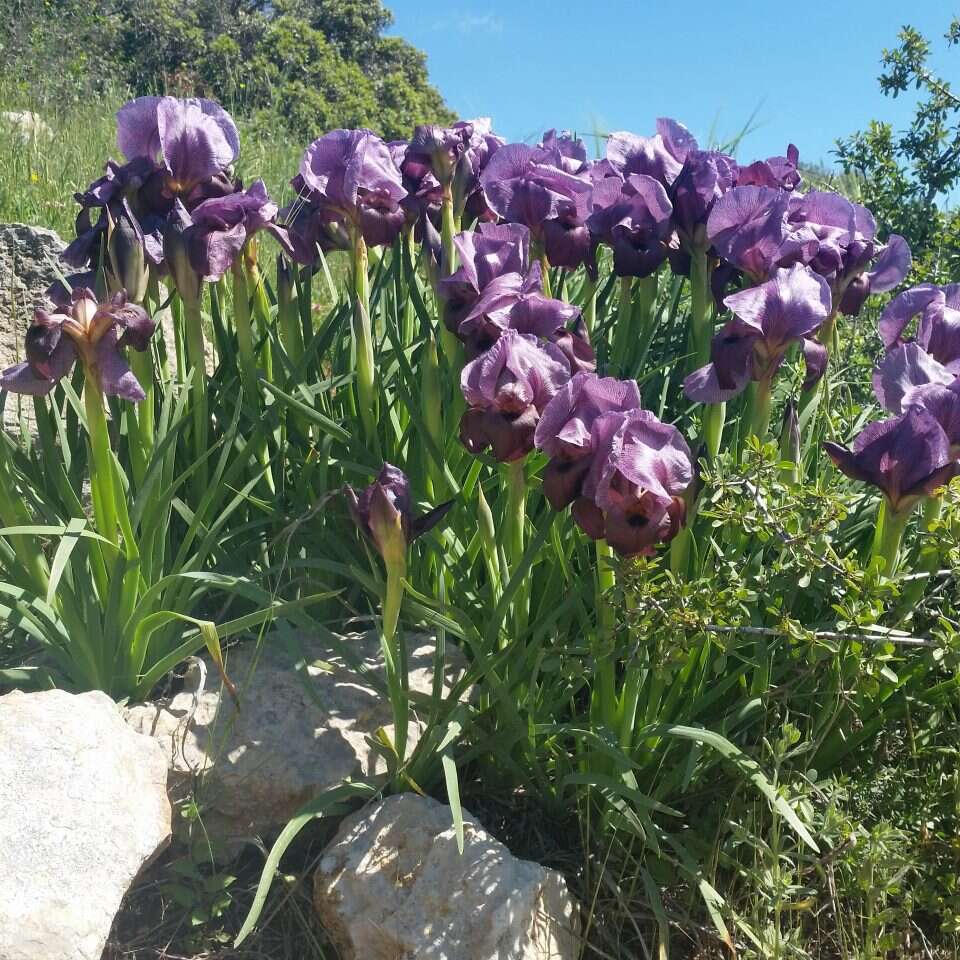 אירוס הגלבוע. | רחל אשכול, רשות הטבע והגנים