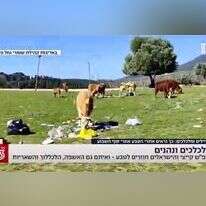 מסך מתוך חמש עם שרון גל, חדשות 13