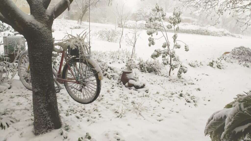 אלוני הבשן. | דובי הדר אלוני הבשן. | דובי הדר
