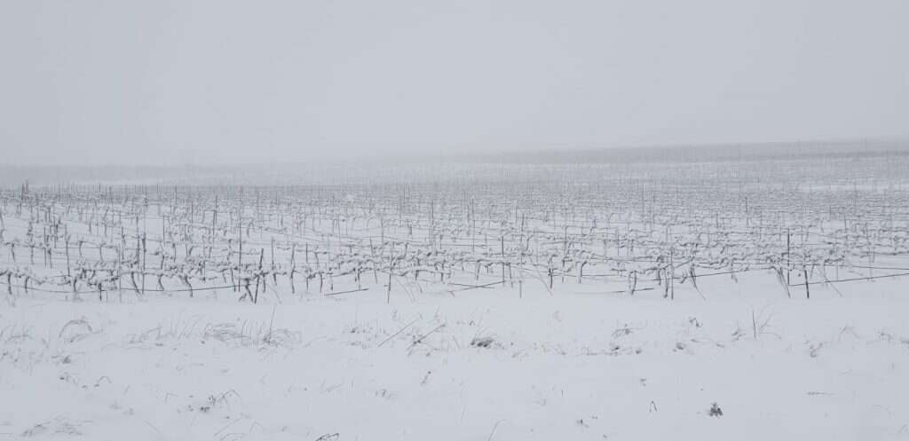 כרם אודם המושלג ברמת הגולן. | משה פשרמן כרם אודם המושלג ברמת הגולן. | משה פשרמן