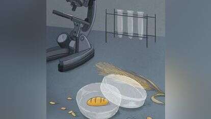 איור: נעמה להב איור: נעמה להב