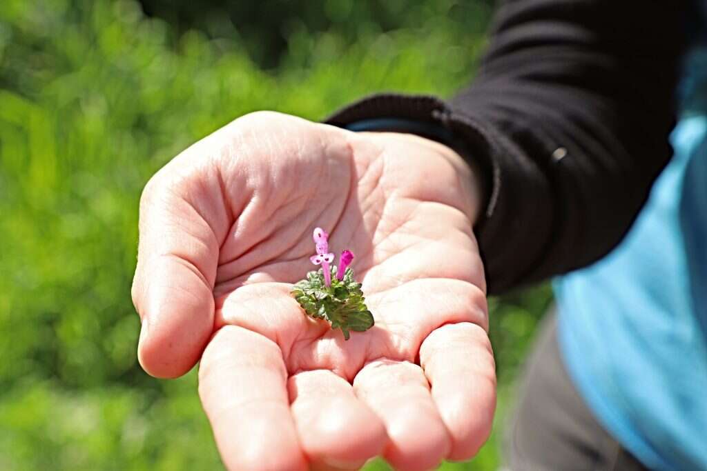 אסטרטגיית האבקה מנצחת. נזמית לופתת. | יעל (פרוינד) אברהם
