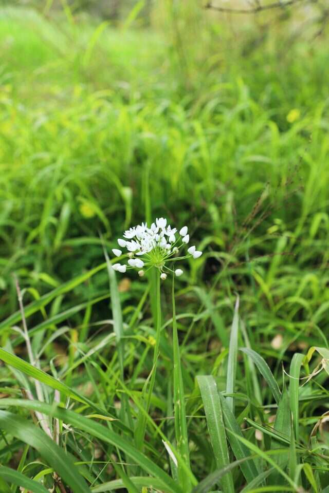 מה שקטפו הסבתות. שום משולש. | יעל (פרוינד) אברהם