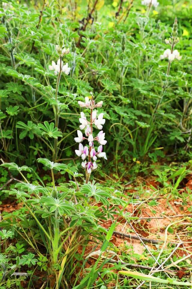 מנגנון גאוני. תורמוס. | יעל (פרוינד) אברהם
