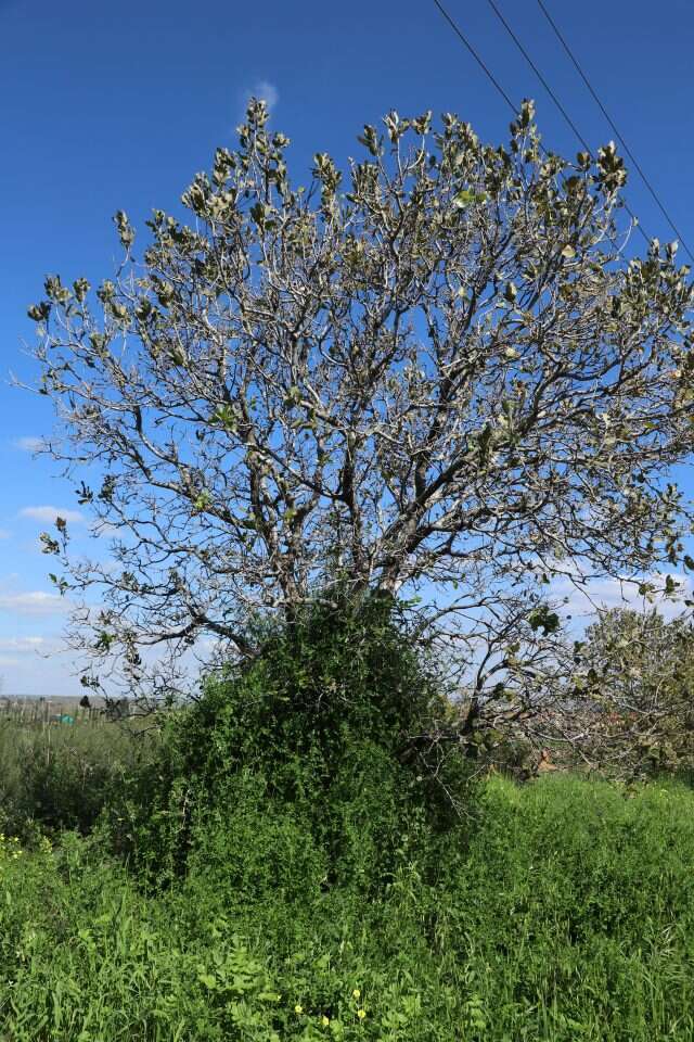 נפלאים להמבורגרים וגם לעוגות. בלוטי אלון התבור. | יעל (פרוינד) אברהם