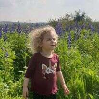 פריחה בגבעת התורמוסים. | אורנה בן חיים