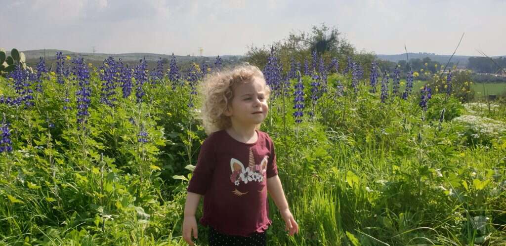 פריחה בגבעת התורמוסים. | אורנה בן חיים