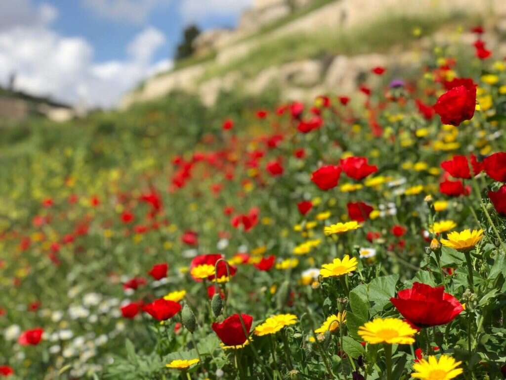 קדרון אדום. | יונית שילר