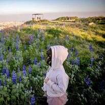 תורמוסים במצפתל, לפני שבוע. | יונתן זינדל - פלאש 90