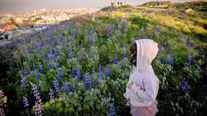 תורמוסים במצפתל, לפני שבוע. | יונתן זינדל - פלאש 90