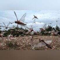 להקת ארבה שוטפת חווה בכפר מרו, קניה. | AFP