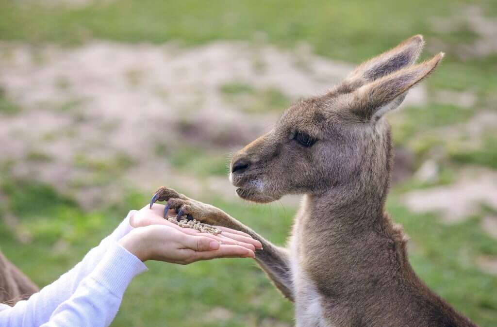 גן גורו. | ארז ביט