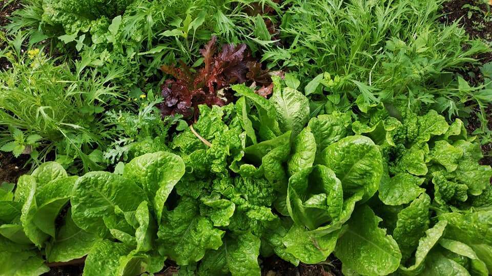 רוקט מוצלח במיוחד. גינת הירוקים. | עמית לוי־יממורי