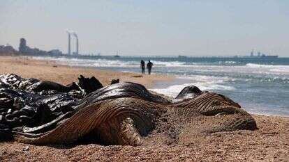 עיוורון לאומי למרחב הימי. חוף אשקלון, השבוע. | AFP