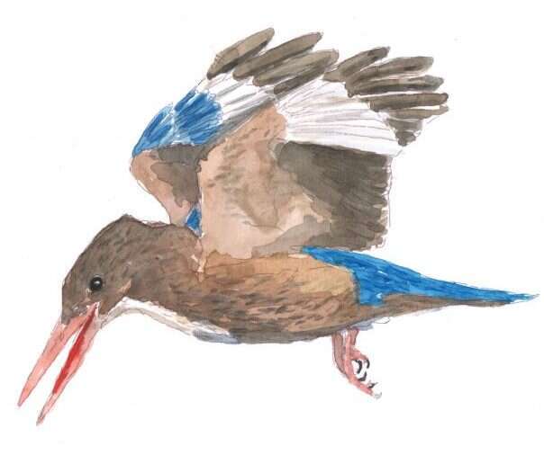 שלדג הבית. איור: רן לוי־יממורי