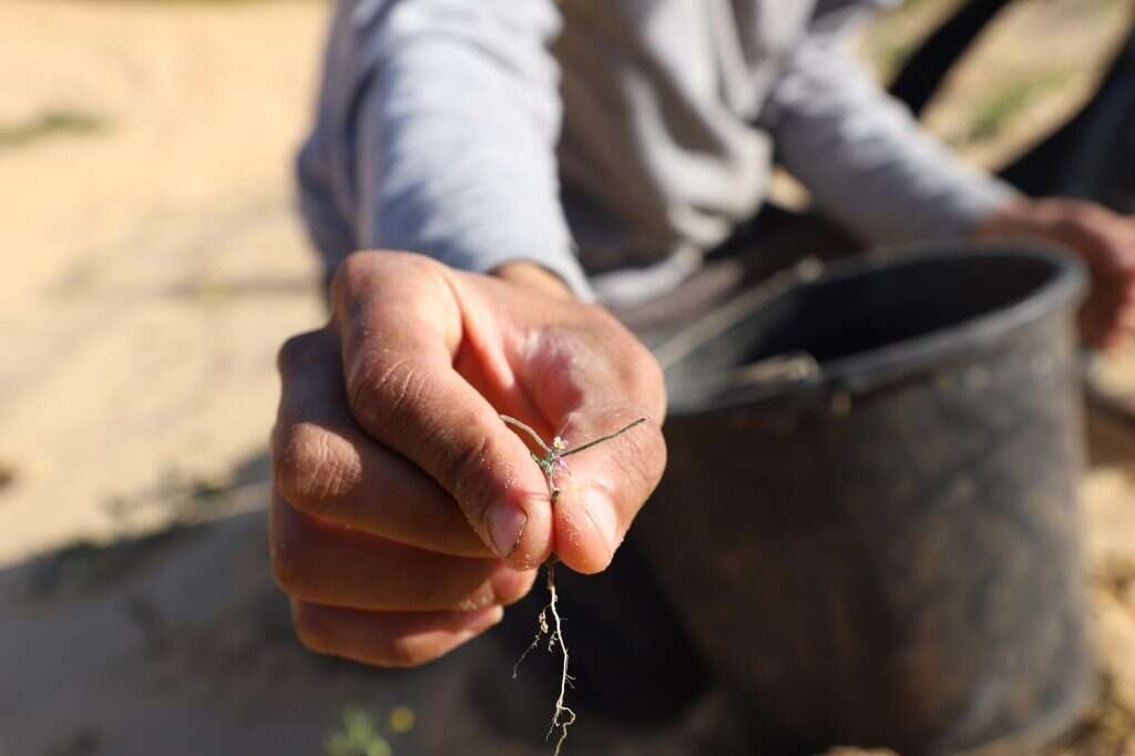 הנה הגוזל שלנו. המרסייה. | יעל (פרוינד) אברהם