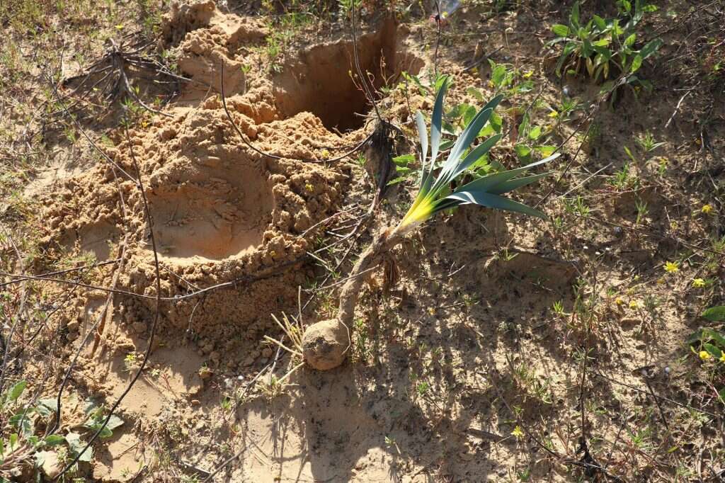 מבצע הצלה מקביל. חבצלת החוף. | יעל (פרוינד) אברהם