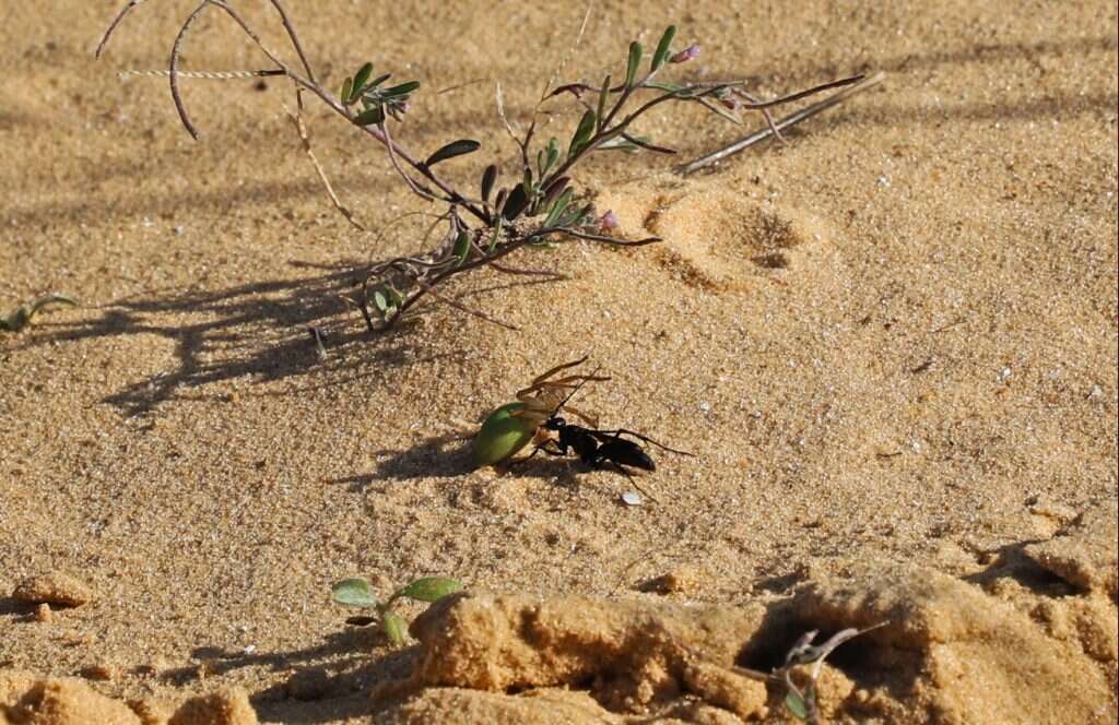 השראה לאימהות. צרעה סוחבת עכביש. | יעל (פרוינד) אברהם