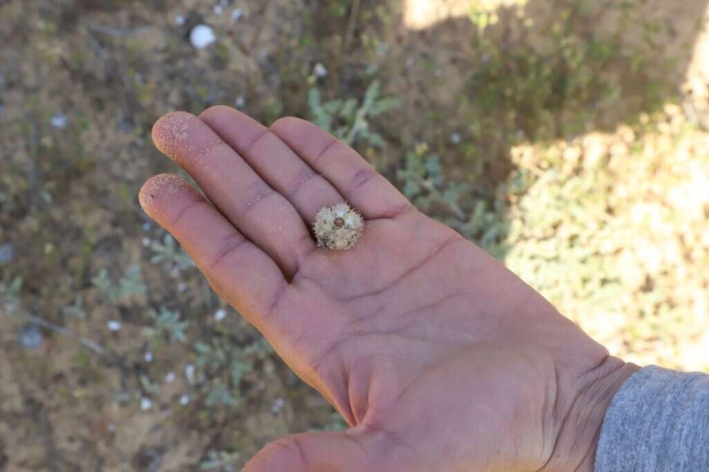 אימת היחפים. פרי כפתור החולות. | יעל (פרוינד) אברהם