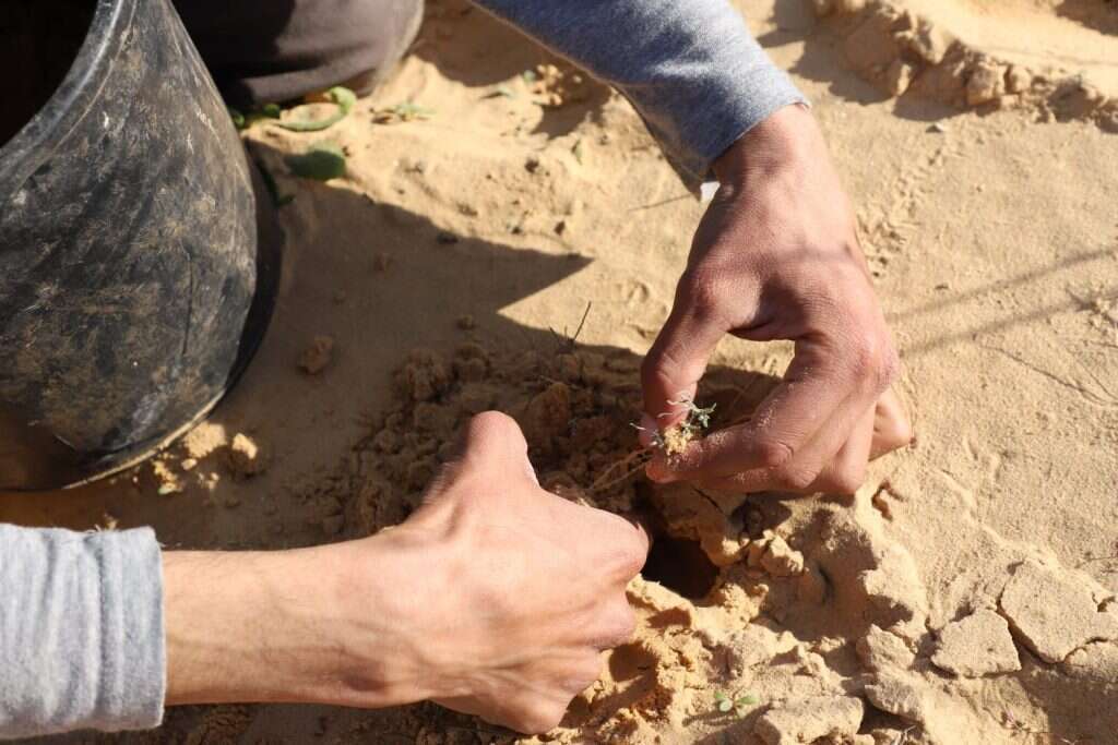 רגע ההוצאה של המורסייה הזעירה. | יעל (פרוינד) אברהם