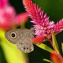 העין נפקחת בדומה לעין הפקוחה באור שעל כנף פרפר הסטירית. | שאטרסטוק