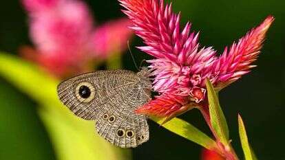 העין נפקחת בדומה לעין הפקוחה באור שעל כנף פרפר הסטירית. | שאטרסטוק