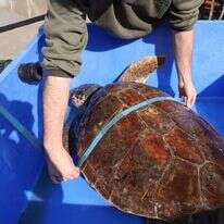 מדידות ושקילות בכל הכיוונים. לילי. | יעל (פרוינד) אברהם