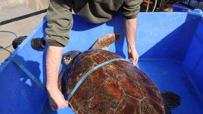 מדידות ושקילות בכל הכיוונים. לילי. | יעל (פרוינד) אברהם