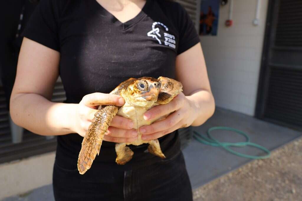 יכול להיות שהוא מתן הבת. | יעל (פרוינד) אברהם