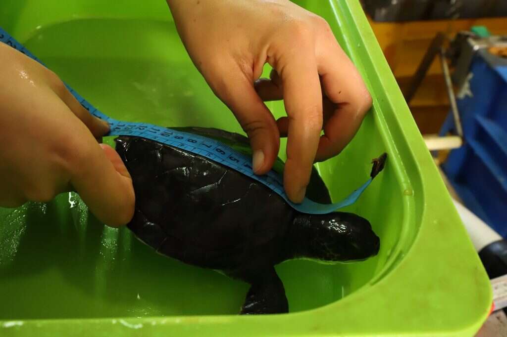 יעל (פרוינד) אברהם