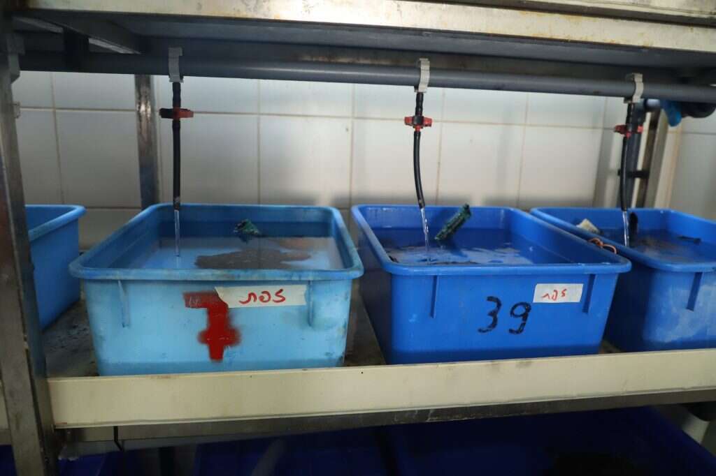 זפת, זפת, זפת. מכלי המים מתעדים את האסון. | יעל (פרוינד) אברהם