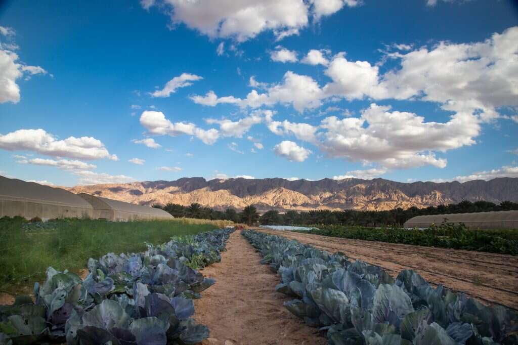 חממת חמשת החושים בקיבוץ אליפז. | חגית גל