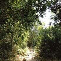 יער ריחן. | באדיבות מועצת יש"ע מתוך הספר "מסלוליוש"