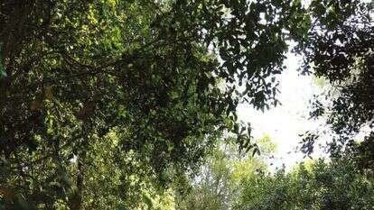 יער ריחן. | באדיבות מועצת יש"ע מתוך הספר "מסלוליוש"