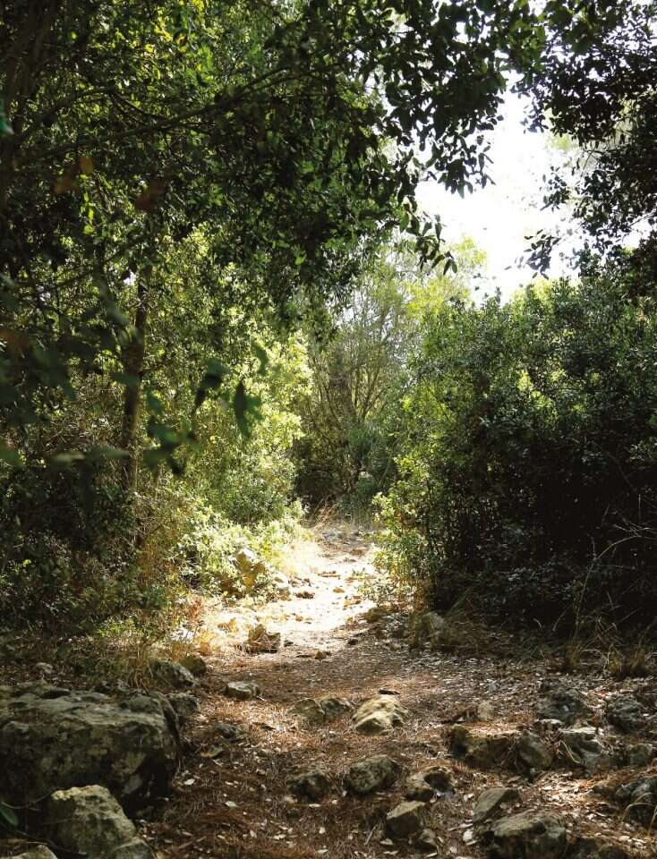 יער ריחן. | באדיבות מועצת יש"ע מתוך הספר "מסלוליוש" יער ריחן. | באדיבות מועצת יש"ע מתוך הספר "מסלוליוש"