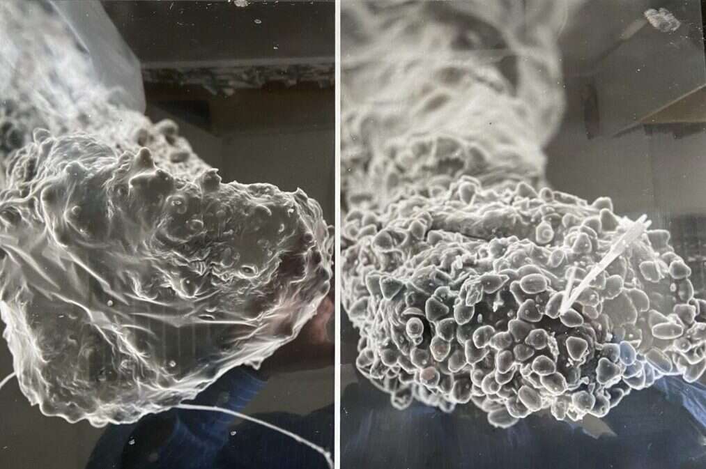 צלקת פרח השקד בהגדלה.
בתמונה הימנית: עם שימוש בהאבקה אלקטרוסטטית