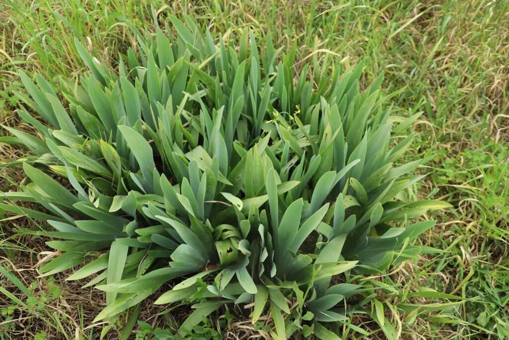 ללא פריחה אחת לרפואה. עלי אירוס צילומים: יעל (פרוינד) אברהם