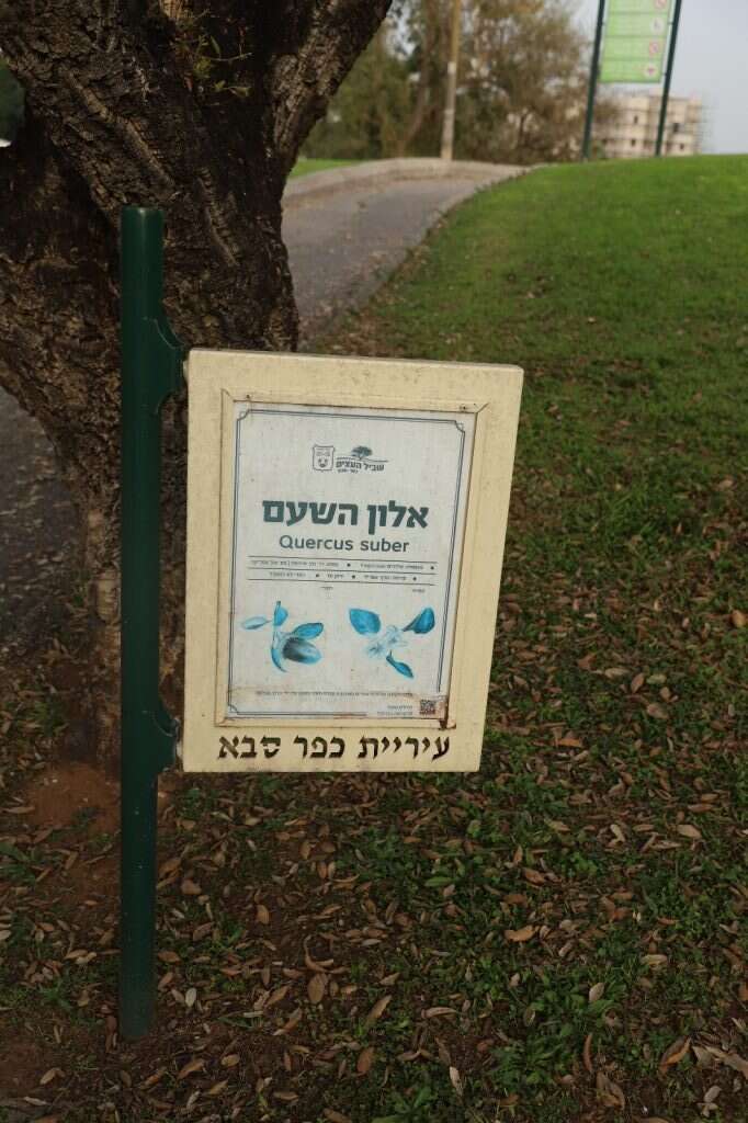 יעל (פרוינד) אברהם