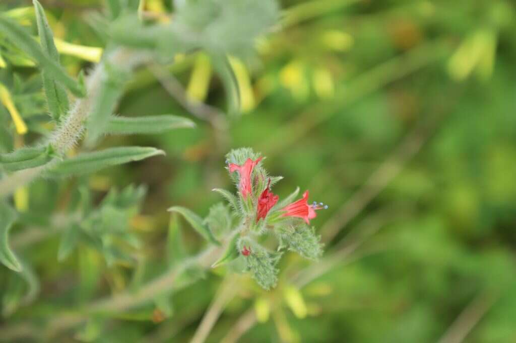 יעל (פרוינד) אברהם