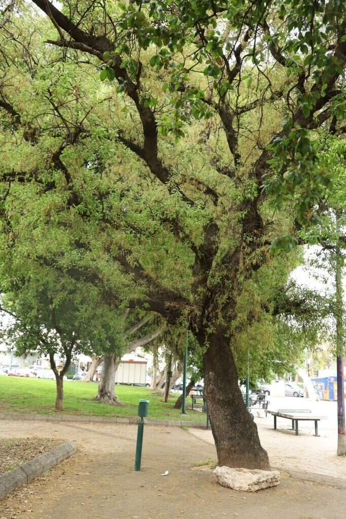 ירוק בהיר וחום משמשים בו בערבוביה. אלון תבור. | יעל (פרוינד) אברהם