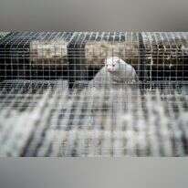 חורפן אחד מ־ 3,000 שנקטלו בחווה אחת בדנמרק כדי למנוע את התפרצות המגפה. | AFP