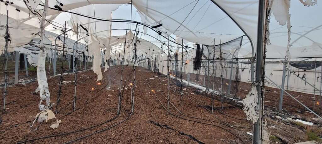 "מדובר בטרור חקלאי". | תומר שבתאי