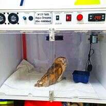 התמונה אמרה הכול.
התנשמת באינקובטור. | יעל שדה