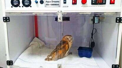 התמונה אמרה הכול.
התנשמת באינקובטור. | יעל שדה